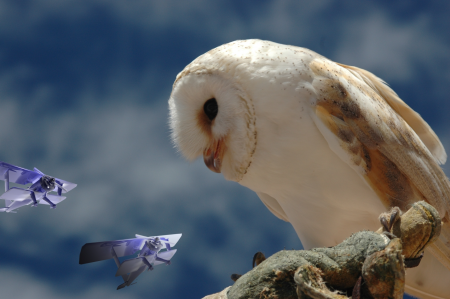 owl watches biplanes